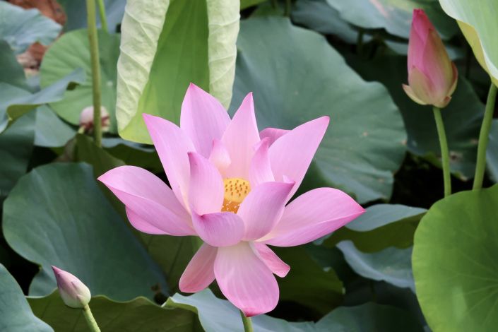 台南白河美翻天! 2026萬株夢幻蓮花同步盛開