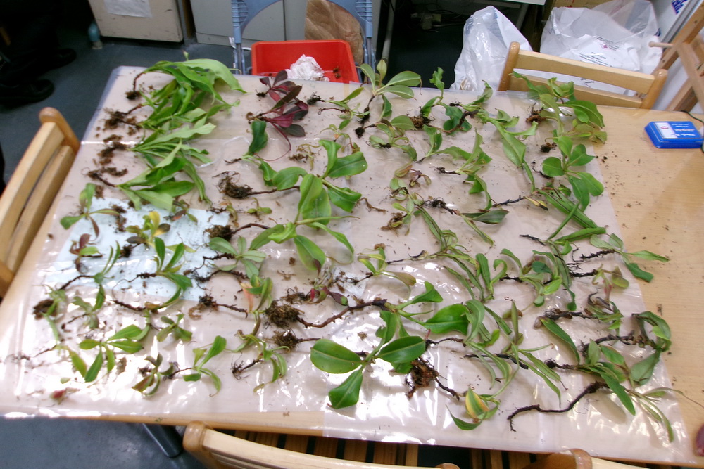 屢次走私豬籠草活植株 男子植物防疫檢疫法起訴求重刑 240 屢次走私豬籠草活植株 男子植物防疫檢疫法起訴求重刑 239