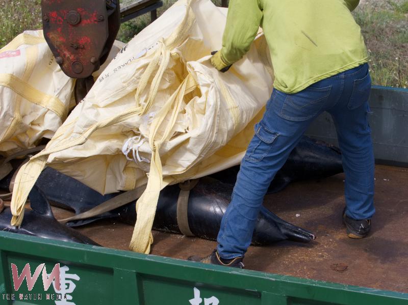 迴游沙港多日脫困僅一天的熱帶斑海豚 中午陳屍青螺濕地潮間帶 - https://www.watchmedia01.com