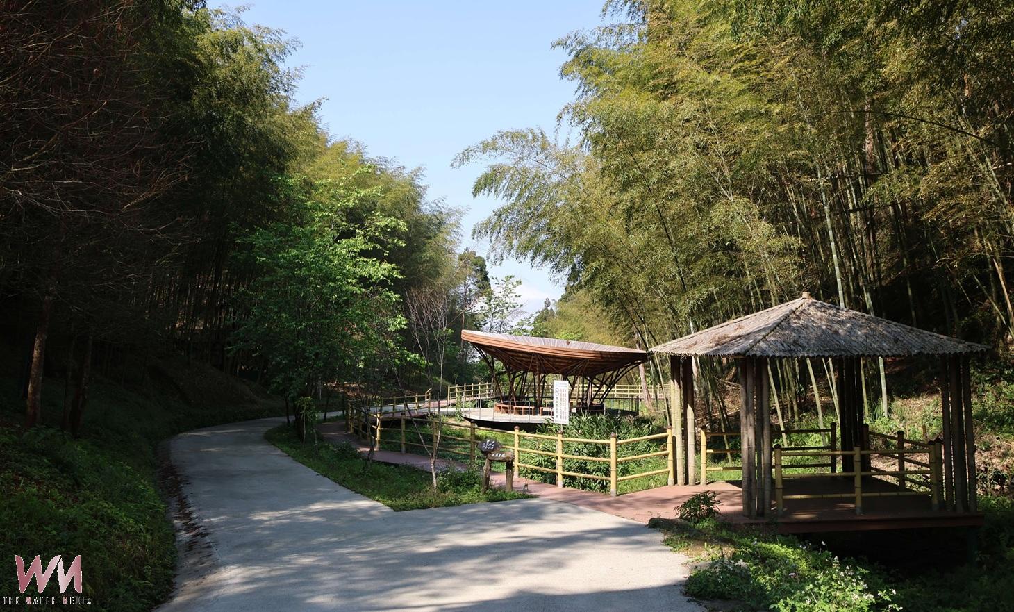 草嶺石壁竹林再創里程碑　獲全國首座FSC公有竹林驗證