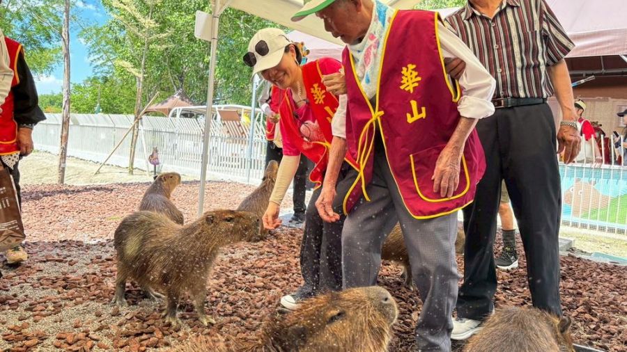 百歲人瑞邂逅水豚君 華山端午公益超療癒