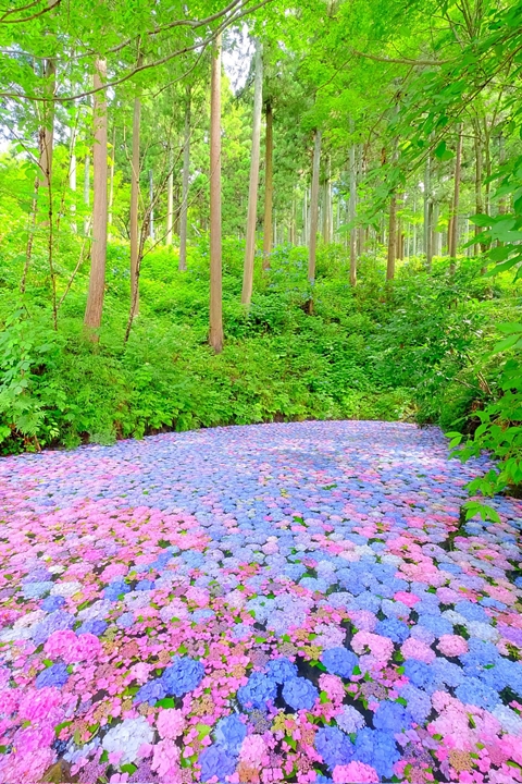 繡球花季6/27起開跑!出發岩手探訪日本第一繡球花園