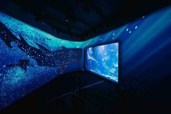 台中海洋館推出「守護海洋」主題系列活動。 圖:臺中市政府觀光旅遊局/提供