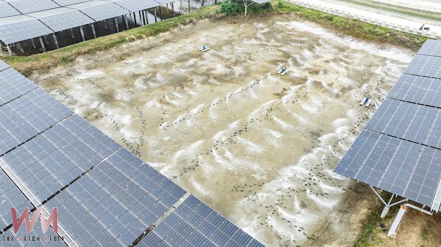 台泥漁電共生一期F區案場遭政府單位撤照,養殖戶、地主聯名狀告嘉義縣政府。(圖/台泥提供)