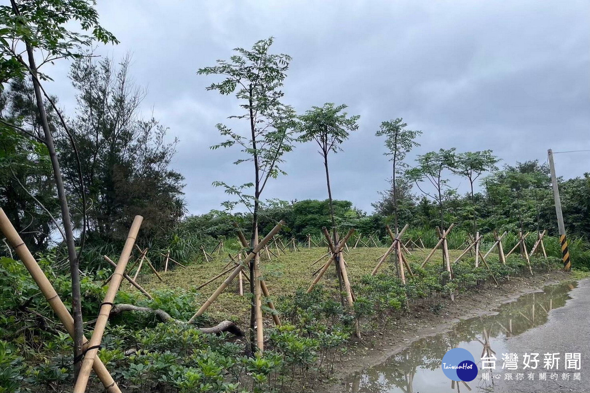 桃園市政府全面推動「樹木植栽種植及維護指引」,年度植樹逾4800株儲碳量逾3公噸。<br /><br />