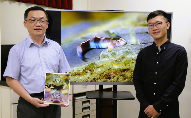 中山大學發現「紋面韌鰕虎」 新種魚命名致敬原民紋面文化