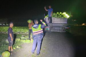 玉警護瓜添插曲 山羌野兔頻出沒 彷彿指引警方巡田水 35 MEITU 20260529 105447234 300x200 1