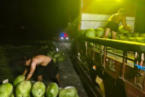 玉警護瓜添插曲 山羌野兔頻出沒 彷彿指引警方巡田水 40 MEITU 20260529 105809753 300x200 1