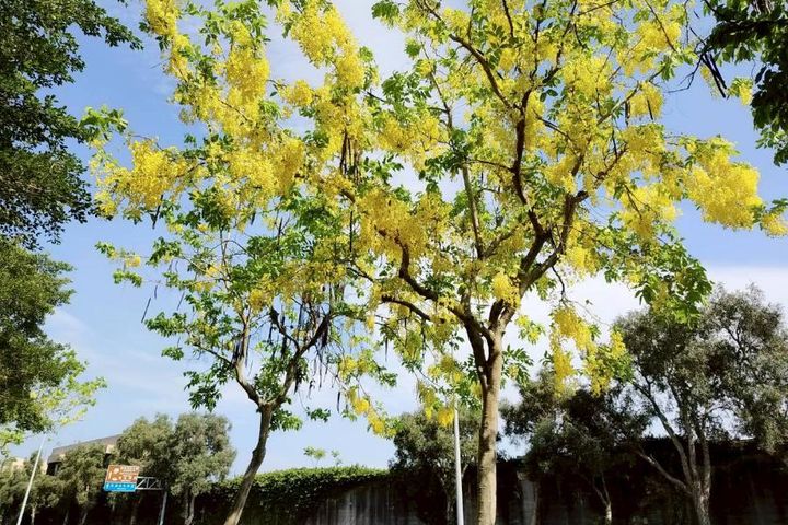 上塔悠及下塔悠公園金黃色花海沿路綻放。 圖:臺北市政府工務局公園路燈工程管理處/提供