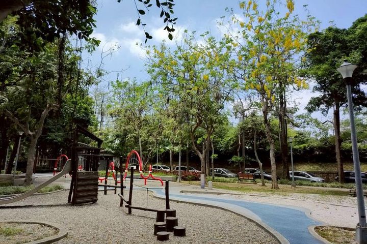 黃金花海綻放臺北街頭 阿勃勒進入最佳觀賞期