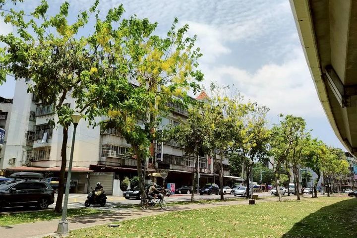 黃金花海綻放臺北街頭 阿勃勒進入最佳觀賞期