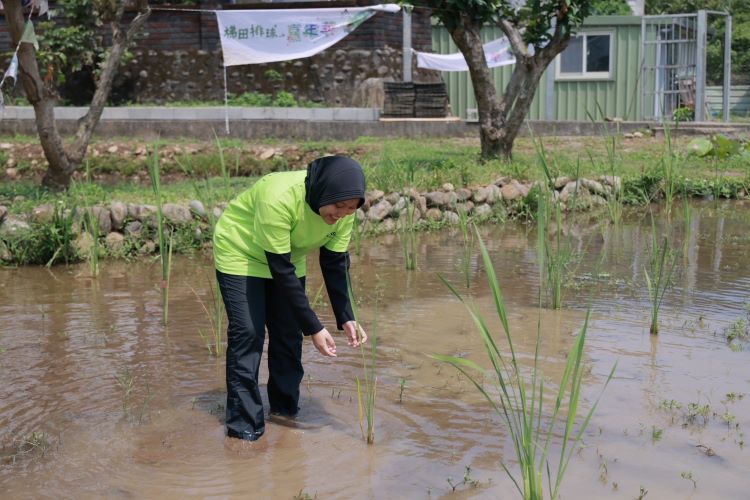 排球賽搬進水梯田 石門食農嘉年華吸引民眾親近土地 58 《圖說》水梯田不僅是農業生產場域,更成為市民親近土地、感受農村魅力的自然教室。〈農業局提供〉