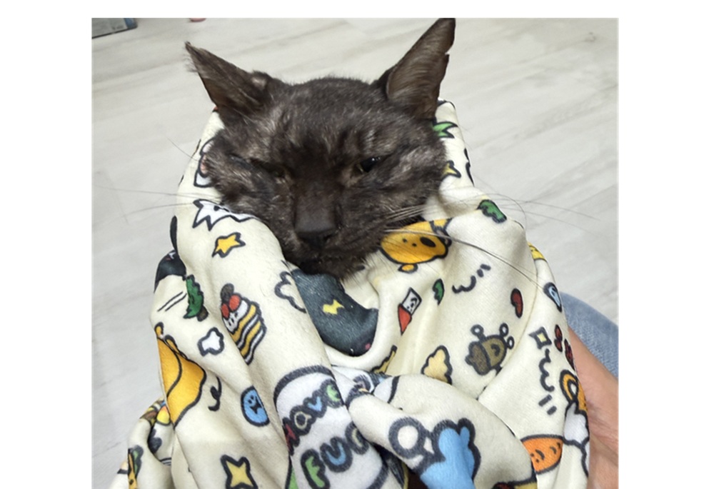 從街頭病貓追出飼主責任 新北動保處依法開罰4萬5千元 205 248260530a01