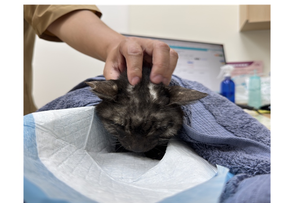 從街頭病貓追出飼主責任 新北動保處依法開罰4萬5千元 206 248260530a02