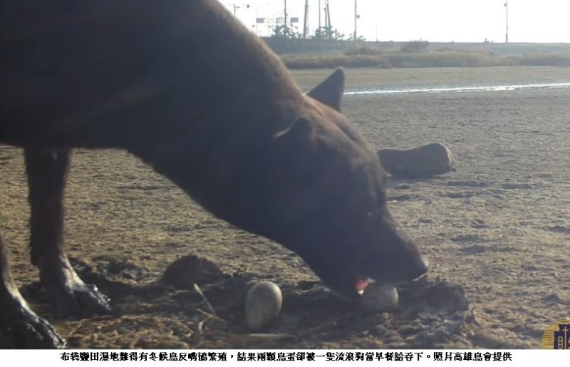 錄影存證  這次確定是流浪狗惹的禍