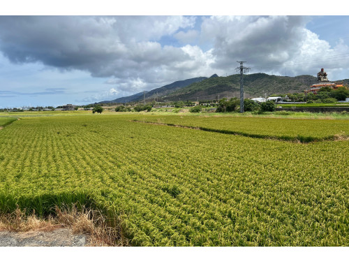 115年「農糧產業調整與轉型計畫」屏東縣補申報期程  自6月1日起至6月30日止