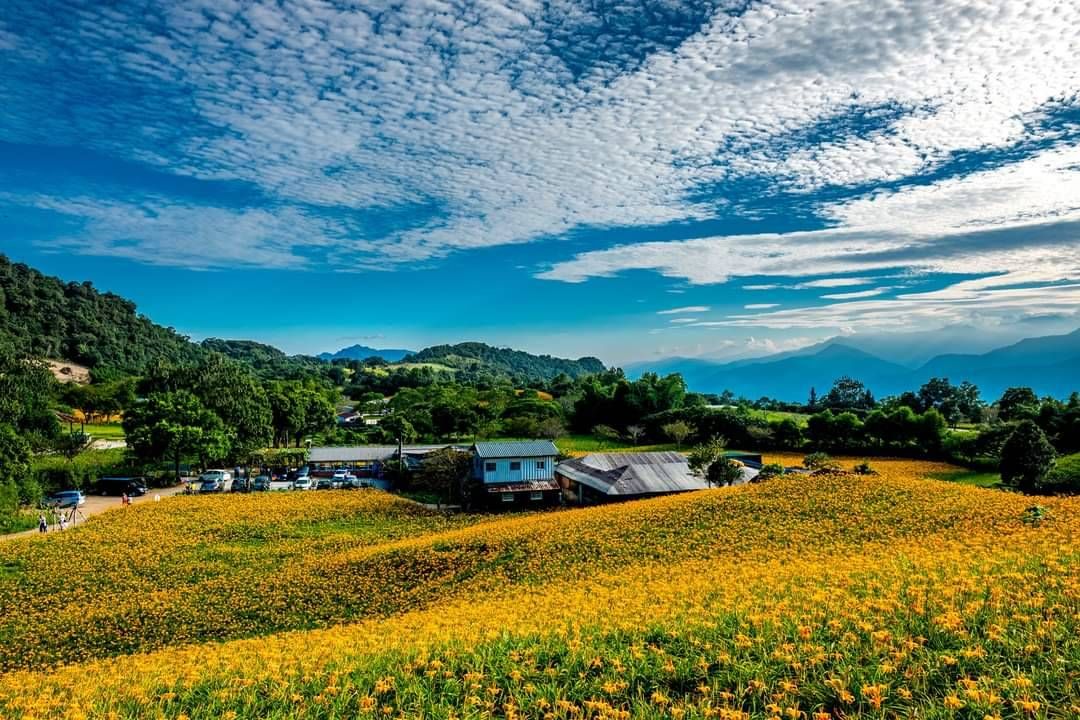 2026花蓮金針花季8月登場　赤科山、六十石山美到像仙境