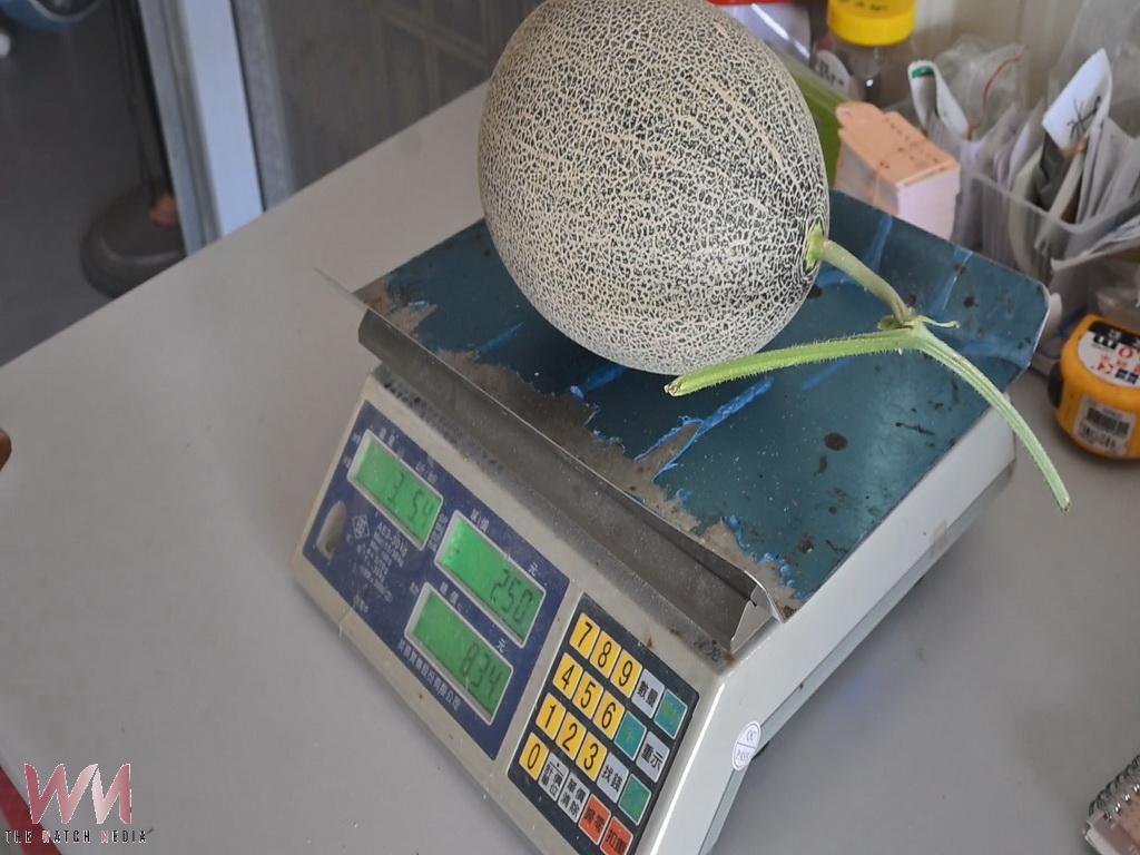 從化學人到種瓜職人　福興青農陳照委勇奪評鑑金牌打造台灣精品洋香瓜傳奇 - https://www.watchmedia01.com