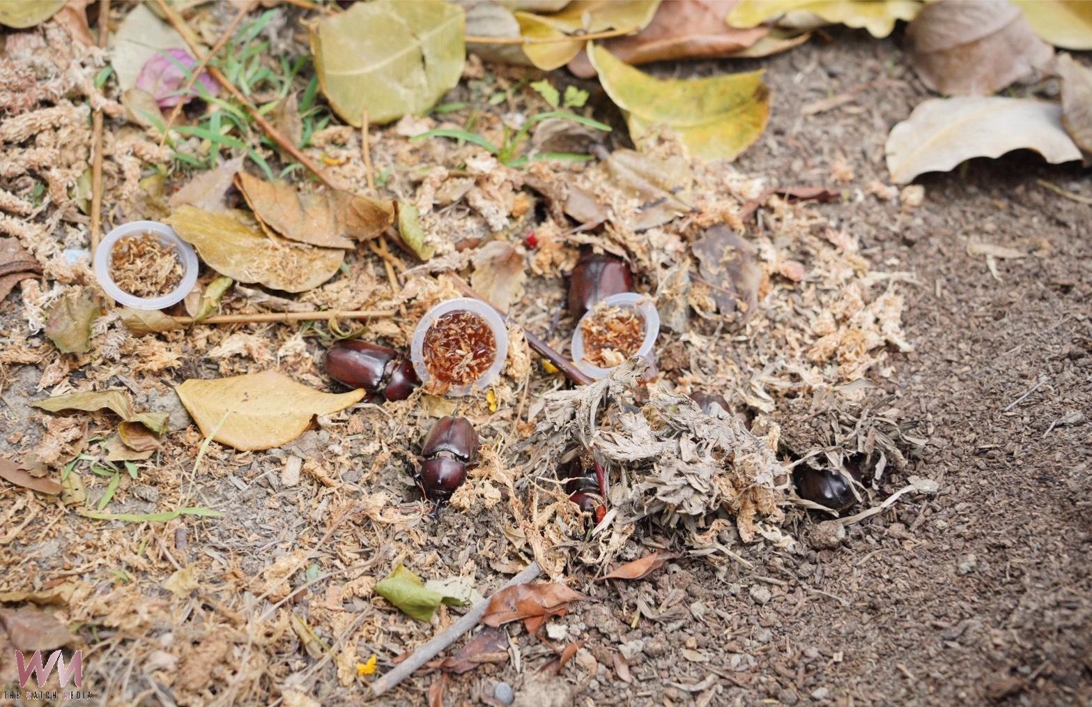 東勢獨角仙公園迎新住戶 中市跨局處引進100隻獨角仙打造「活」的生態公園 - https://www.watchmedia01.com