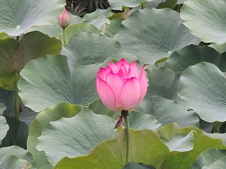 一秒走進印象派畫作！　台北北投公園睡蓮秘境美成莫內畫作
