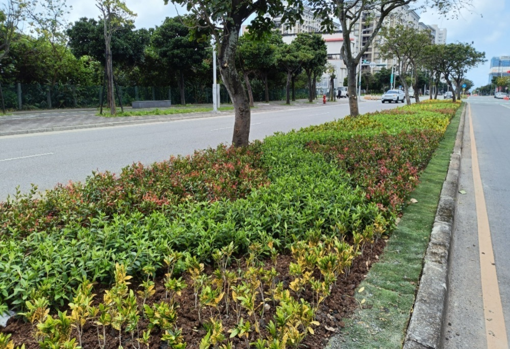 新北景觀處植栽妝點繽紛綠廊 迎接淡江大橋新時代 204 248260602a05