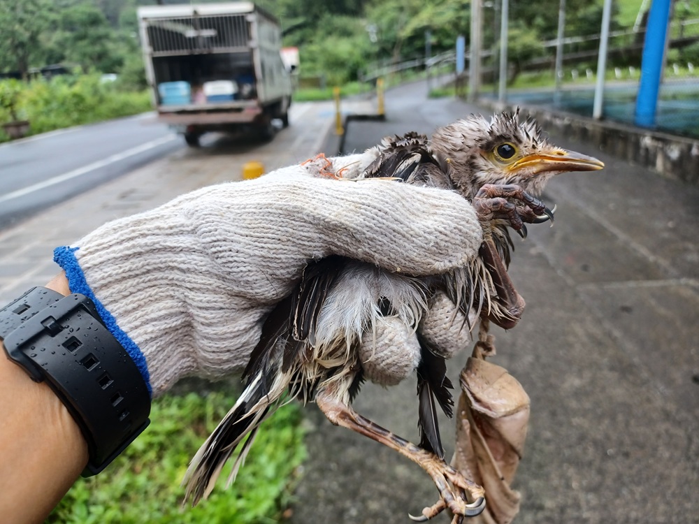 口罩纏身命懸一線 新北動保處即刻出動救援公園幼鳥 235 cnews204260602a12