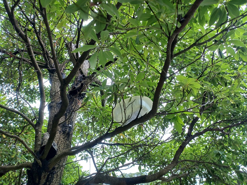 口罩纏身命懸一線 新北動保處即刻出動救援公園幼鳥 236 cnews204260602a13
