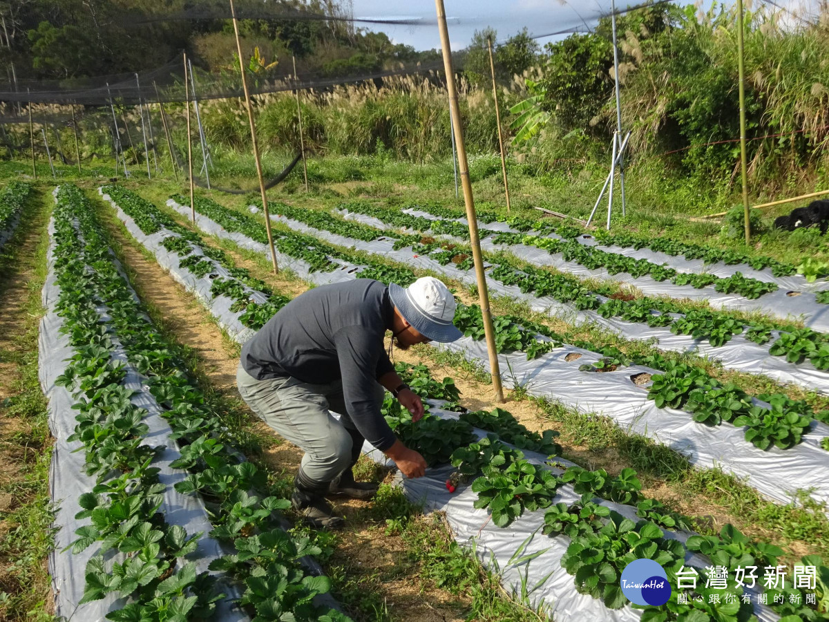 執行農作物農藥殘留檢測採樣作業。