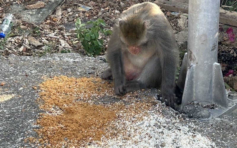 柴山獼猴不愛吃肉鬆的傳奇