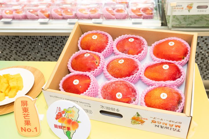 來自屏東的「龍蝦芒果」以設施栽培與循環農業 打造精品芒果新價值