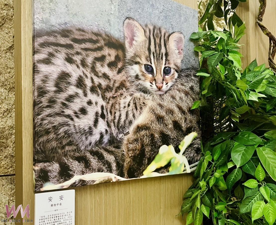 響應世界環境日!日月潭雲品攜手林保署、生多所首推「里山森林特展」 - https://www.watchmedia01.com