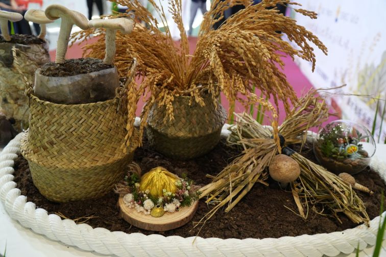 四季金山特展登場 週末免費DIY體驗農村風土 42 《圖說》金山在冬季種植香菇補足農民農閒期間的收入來源。〈農業局提供〉