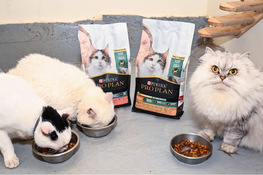 過敏別再怪貓毛了！寵物食品竟可助攻飼主重拾抱貓自由 223