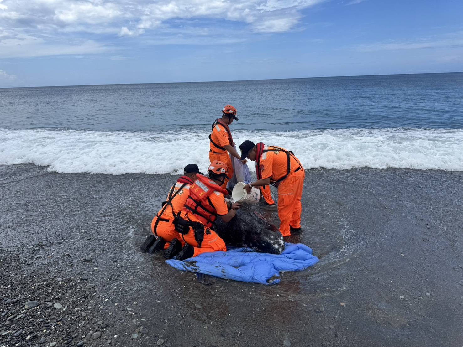屏東旭海發現活體花紋海豚擱淺 MARN啟動救援機制持續處置中