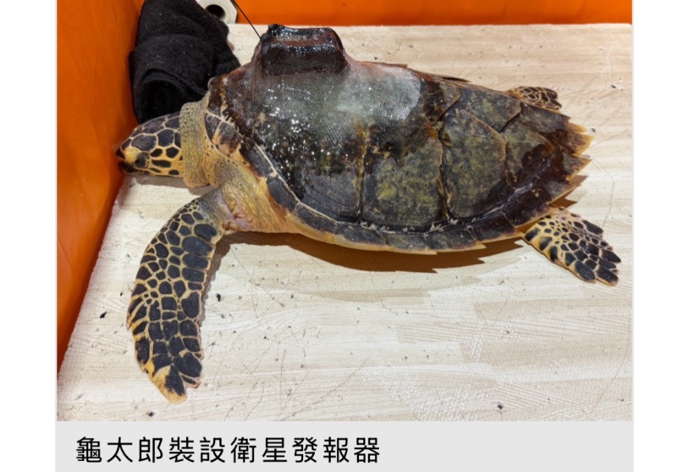 「龜太郎」野放啟動衛星追蹤 新北動保處強化海洋生態監測 193 248260608a04