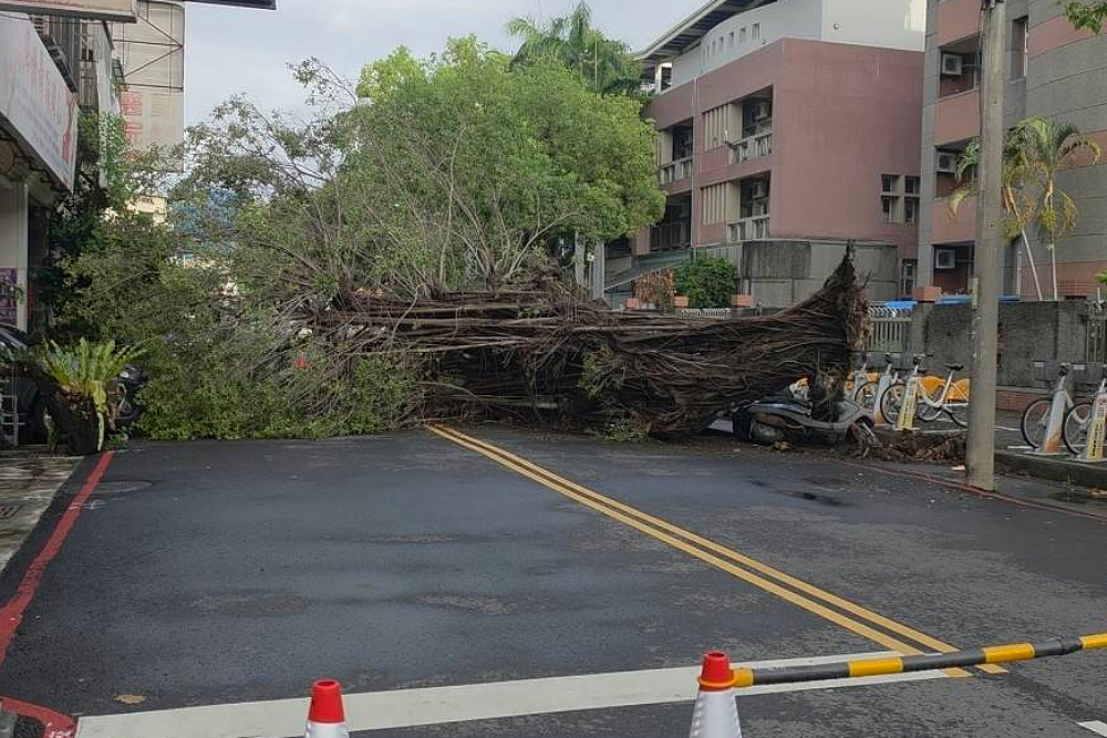 台中市力行國小清晨樹倒擋路　江和樹、陳雅惠要求市府全面清查 209