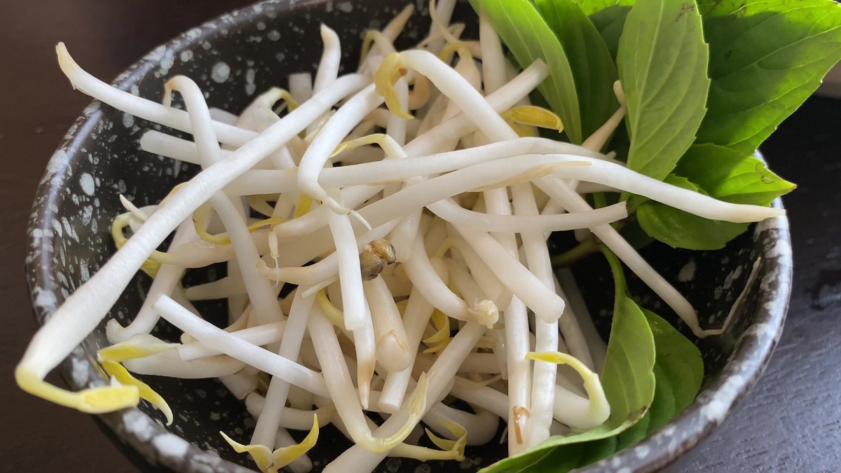 豆芽菜買回家總是壞很快？專家曝「保存妙招」保鮮又保脆  千萬別直接放冰箱