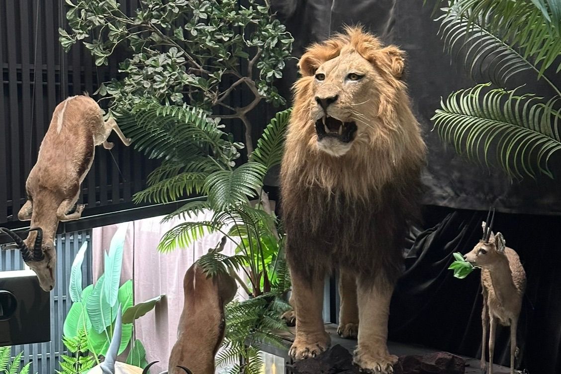 義大利比薩大學自然史博物館來台！　「動物王國大探險展」一次看遍六大生態系