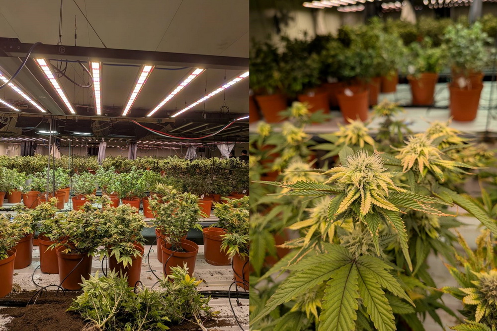 阿法仔也在台製毒 調查局破獲台法共組鉅量大麻工廠 212 阿法仔也在台製毒 調查局破獲台法共組鉅量大麻工廠 211