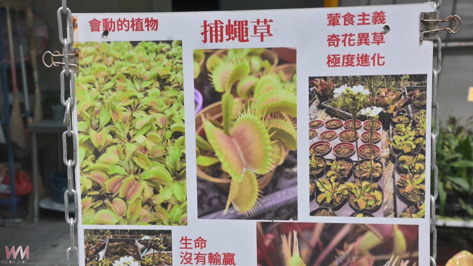 田尾鳳凰園藝打造食蟲植物專區　吸引民眾探索生態奧秘