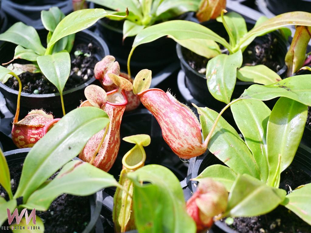 田尾鳳凰園藝打造食蟲植物專區　吸引民眾探索生態奧秘 - https://www.watchmedia01.com