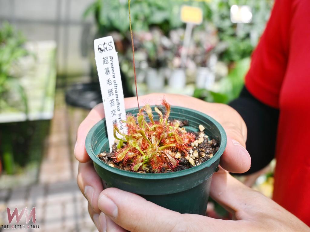 田尾鳳凰園藝打造食蟲植物專區　吸引民眾探索生態奧秘 - https://www.watchmedia01.com