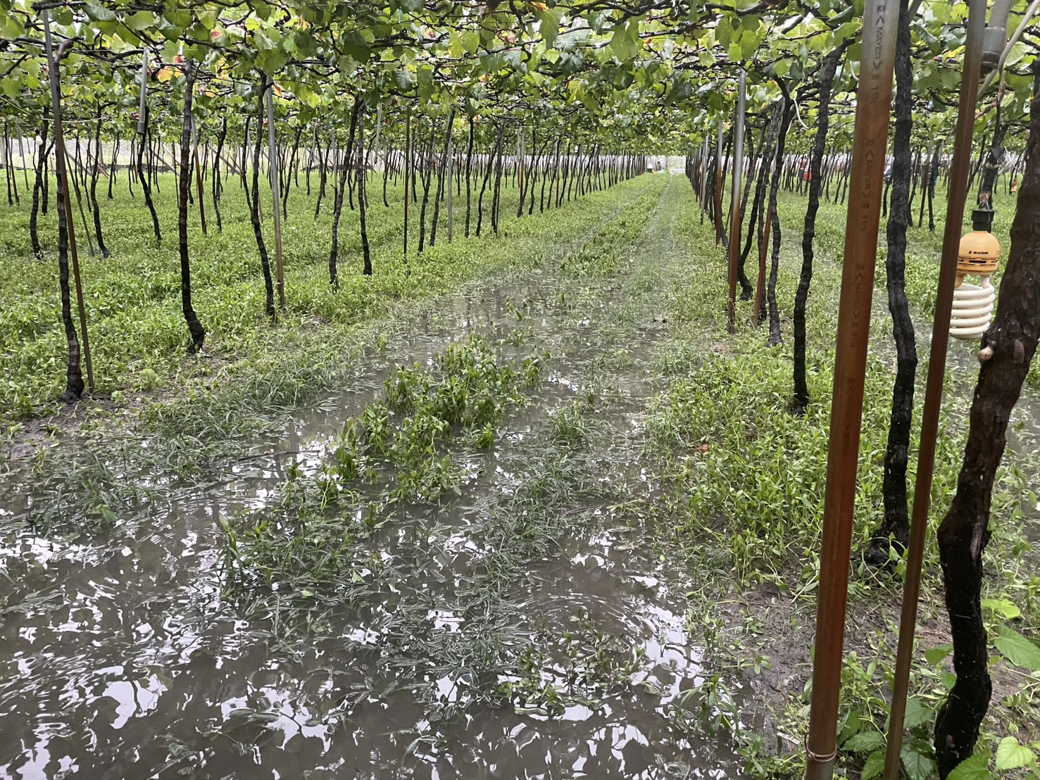 雨炸不停！火龍果泡水半公尺、葡萄恐裂果農民崩潰