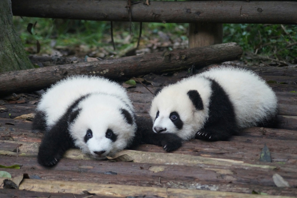 【統雄弦歌專欄】阿匹婆剃頭（貓熊 Panda） 211