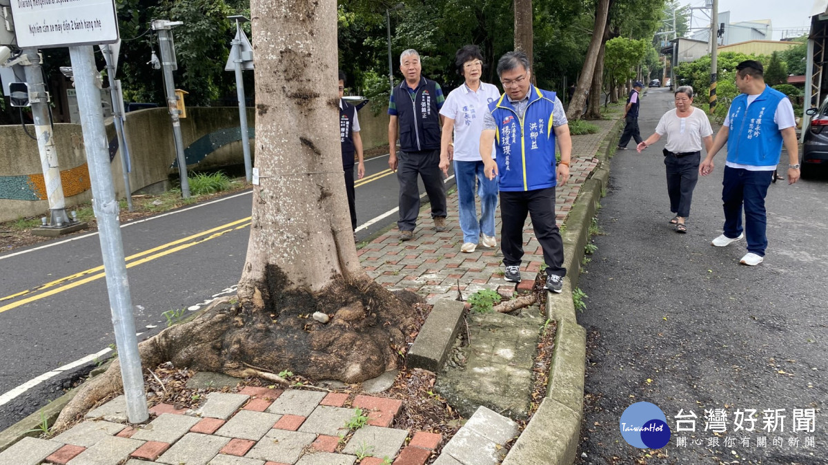 小葉欖仁樹根掀翻人行道鋪面,造成地磚隆起、緣石破損。