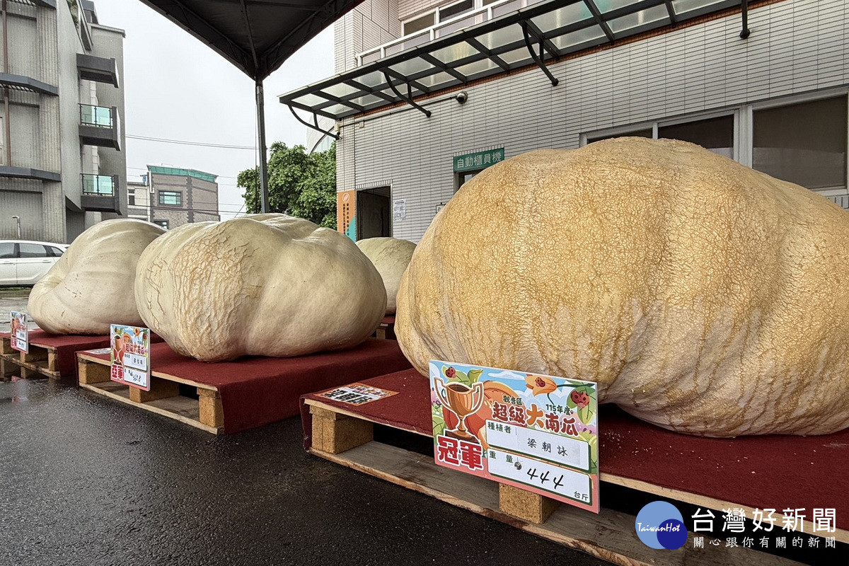 農友梁朝詠大南瓜重達444台斤奪得冠軍，將進軍新北市全國大南瓜比賽。<br /><br /> 