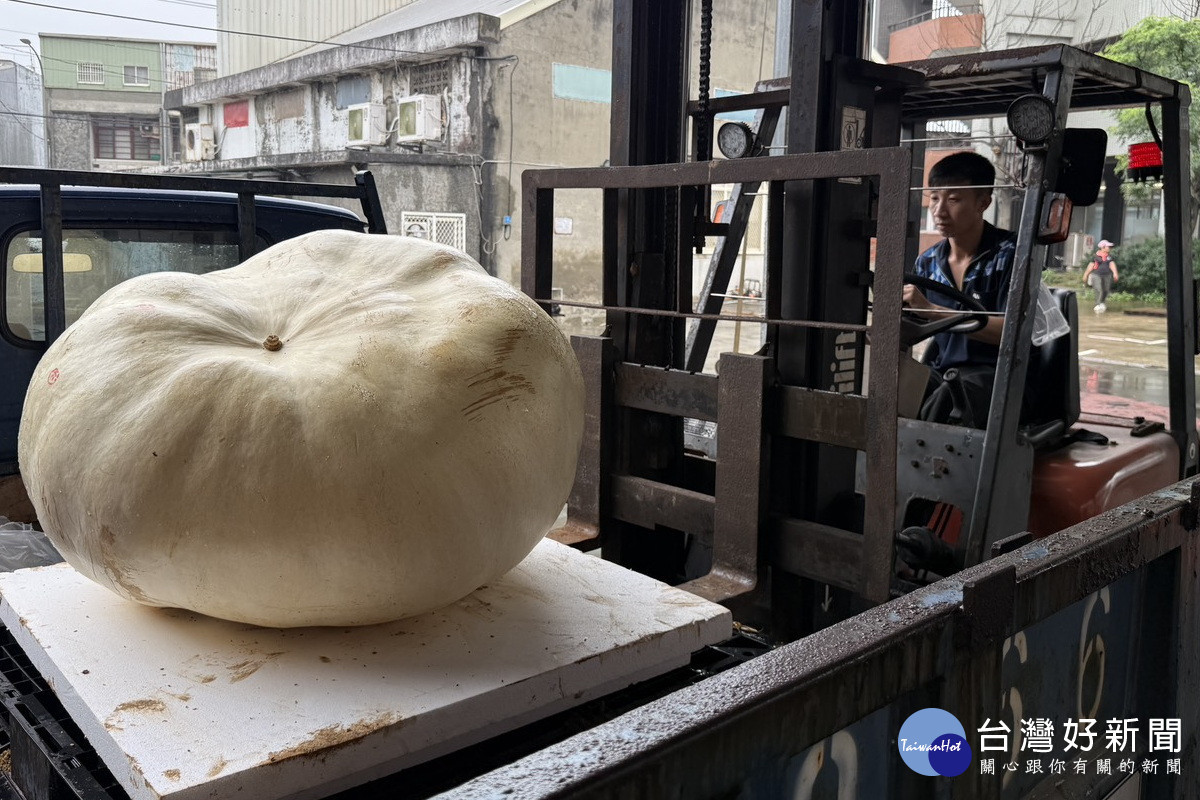 桃園市觀音區農會年度大南瓜稱重大賽登場，碩大南瓜必需以叉車吊掛方式來秤重。
