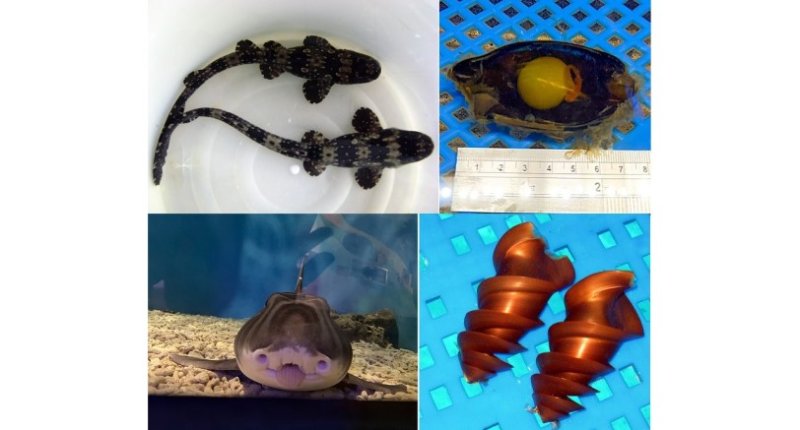 你看過鯊魚蛋嗎?屏東海生館公開罕見卵鞘 看見生命誕生起點