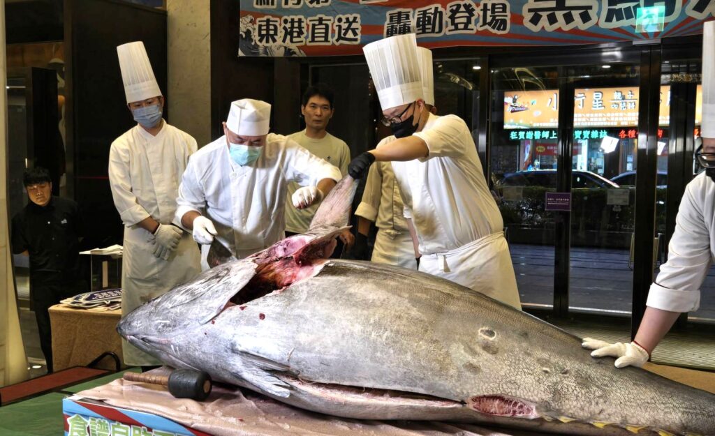 新竹五星級飯店上演「黑鮪魚切割秀」 消費者爭相大啖當季頂級鮮味 20 115061221