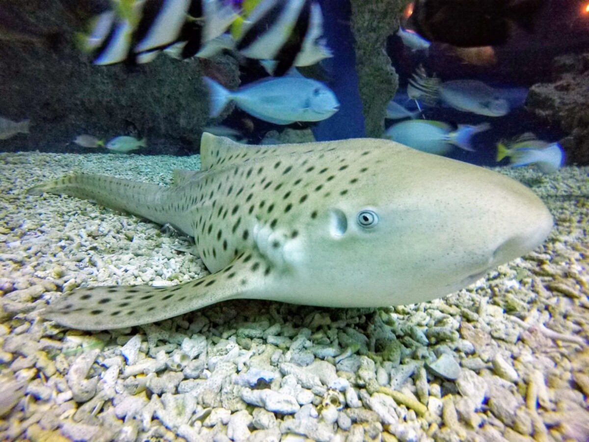 揭密鯊魚寶寶誕生之路　屏東海生館珍藏卵鞘帶民眾探索海洋生命奇蹟